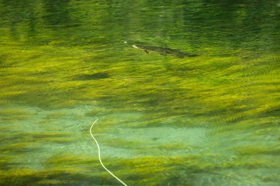 Montana Angler Fishing Trips