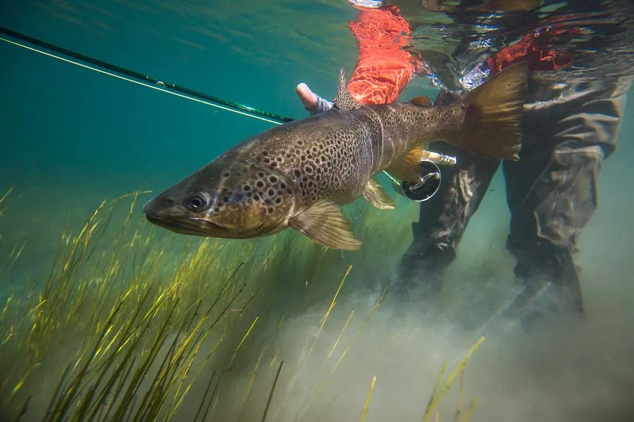 Chile Fly Fishing Trips