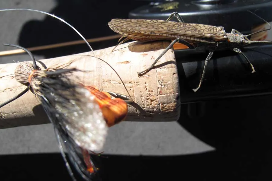 Salmon Fly