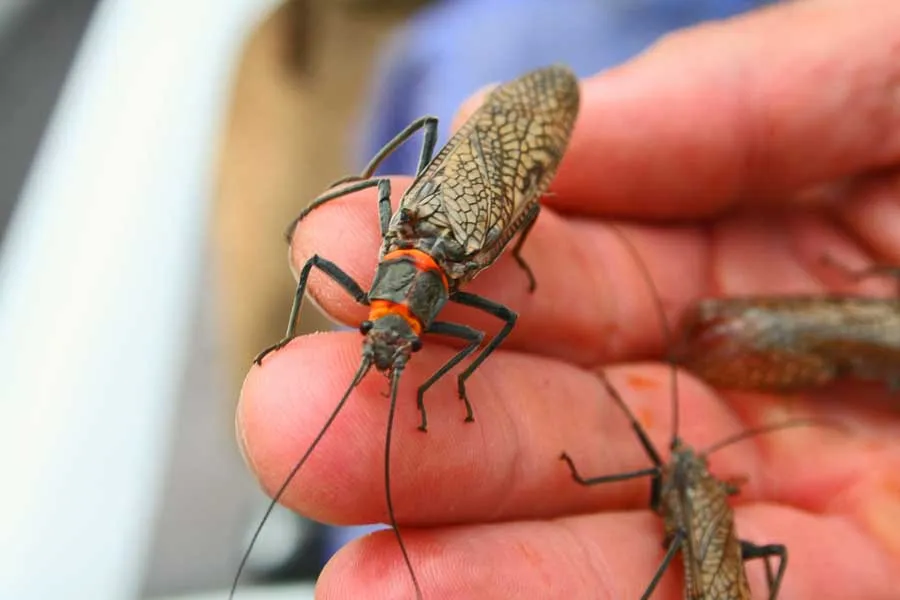 Salmon Fly