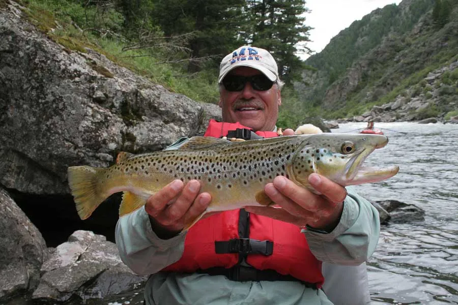 big brown trout