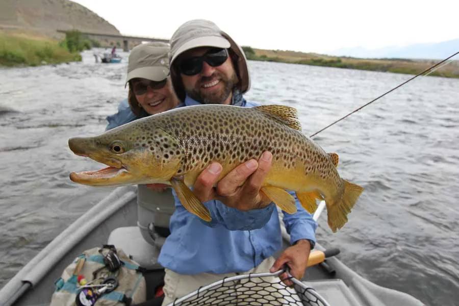 brown trout on the madison