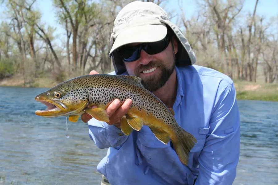 big brown