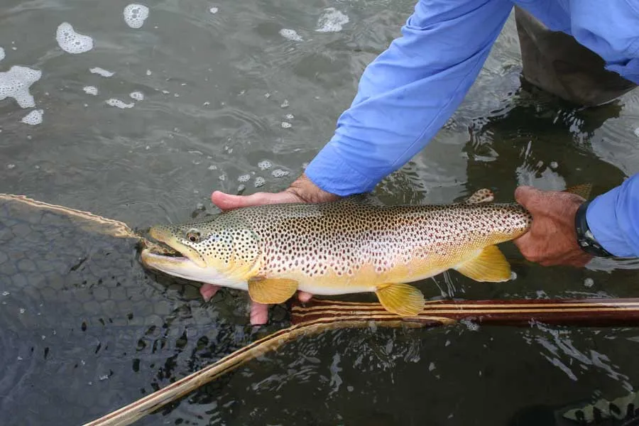 Pre Release