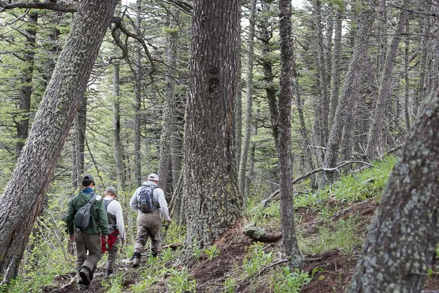 hiking through woods