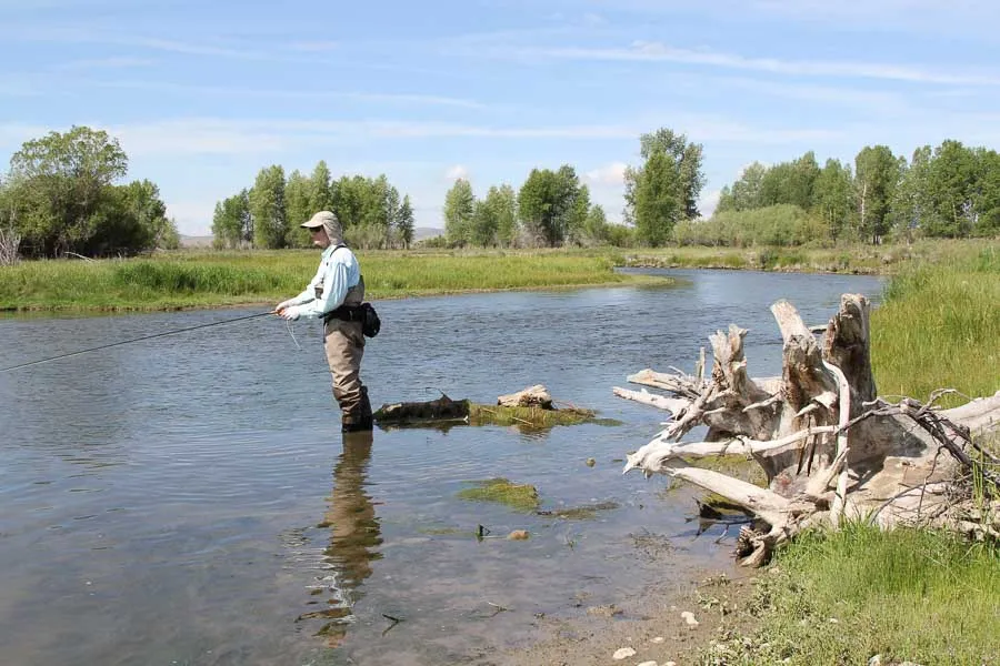 brown trout fishing