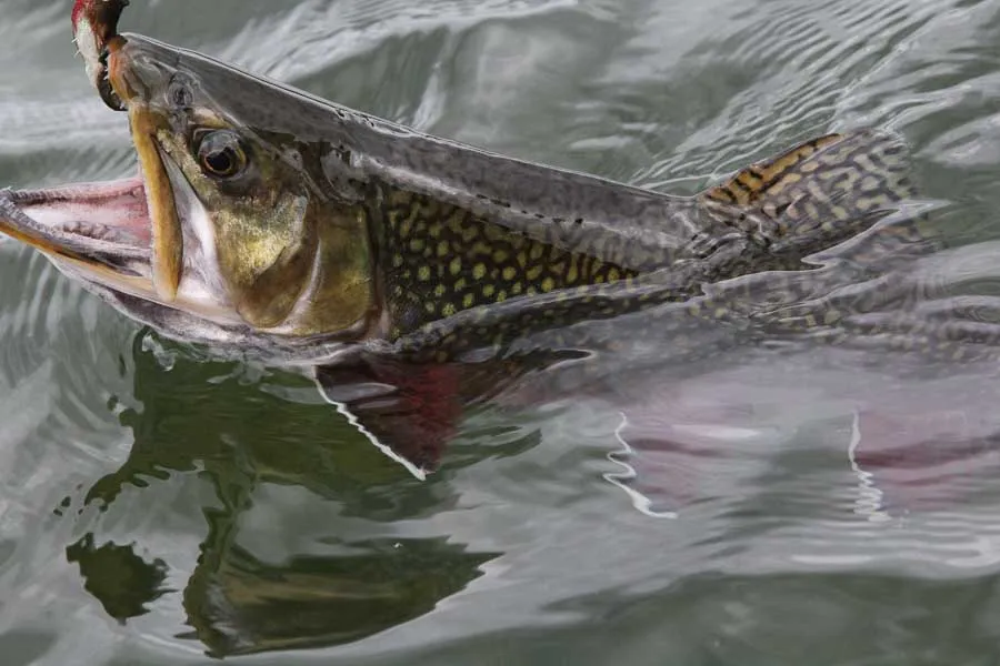 montana brook trout