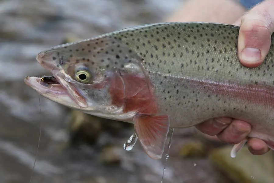 hanson lake rainbow trout