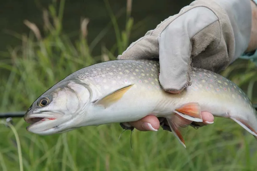 brooke trout