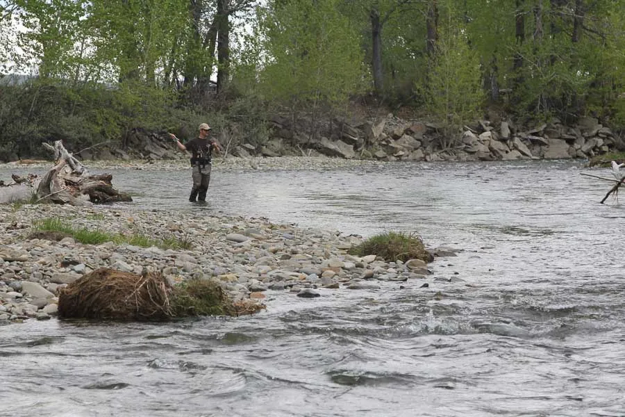 fly fishing for trout