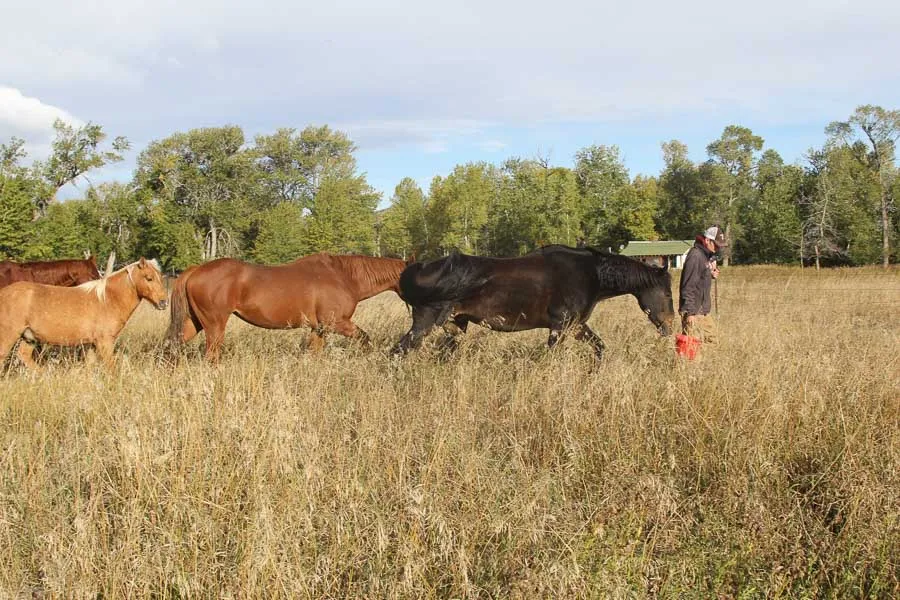 montana guided fly fishing trip