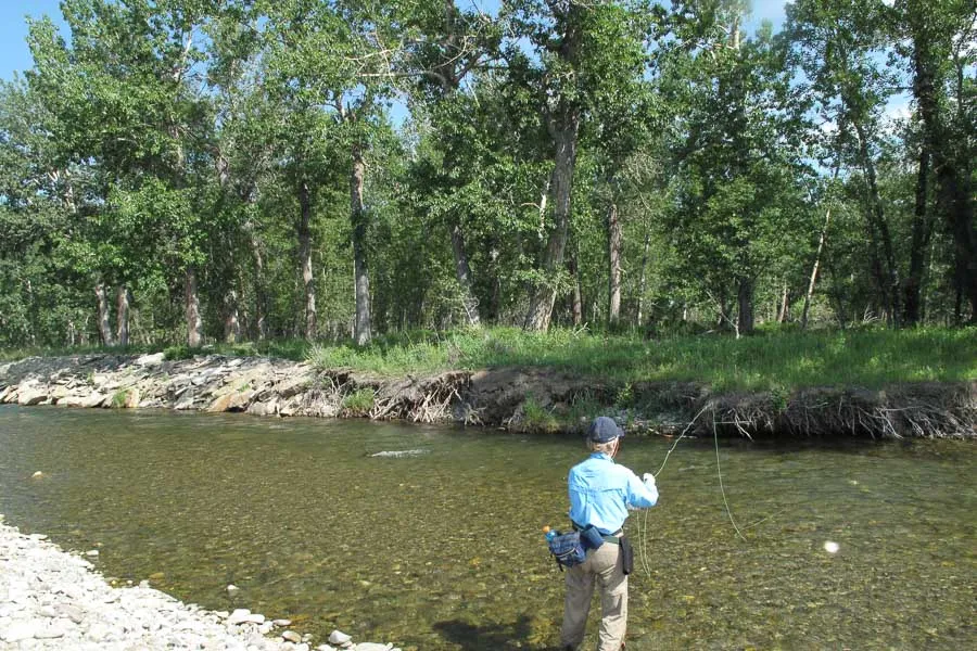 fly fishing sweet grass creek for trout