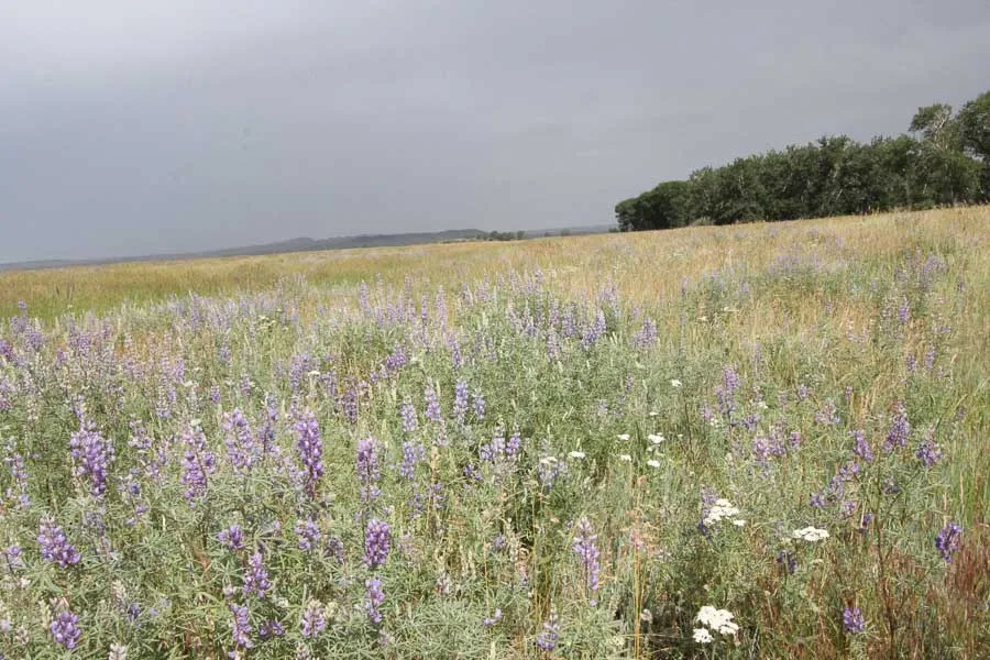 meadow view