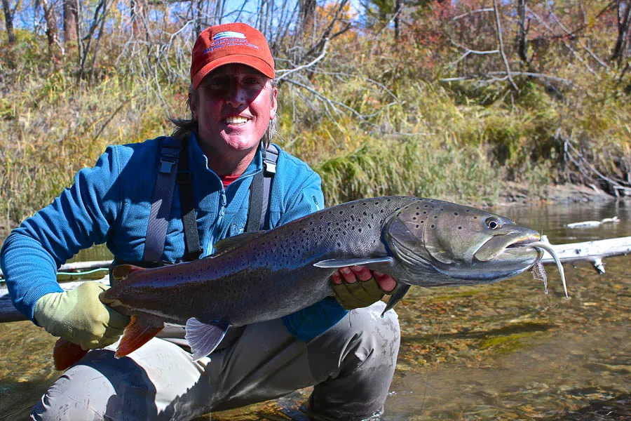 Huge taimen on a fly