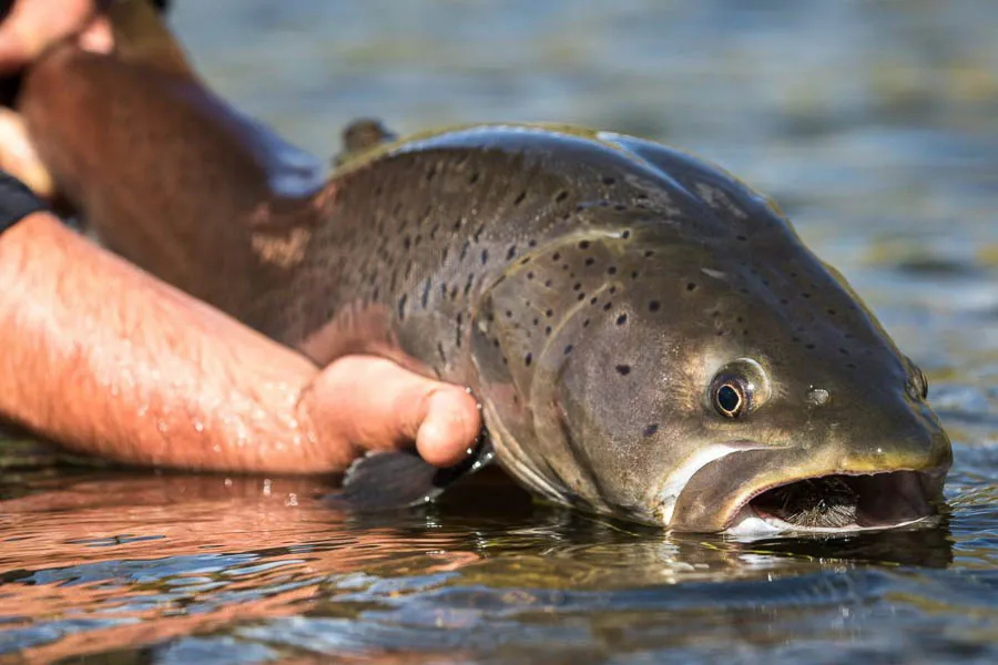 Releasing a Taimen