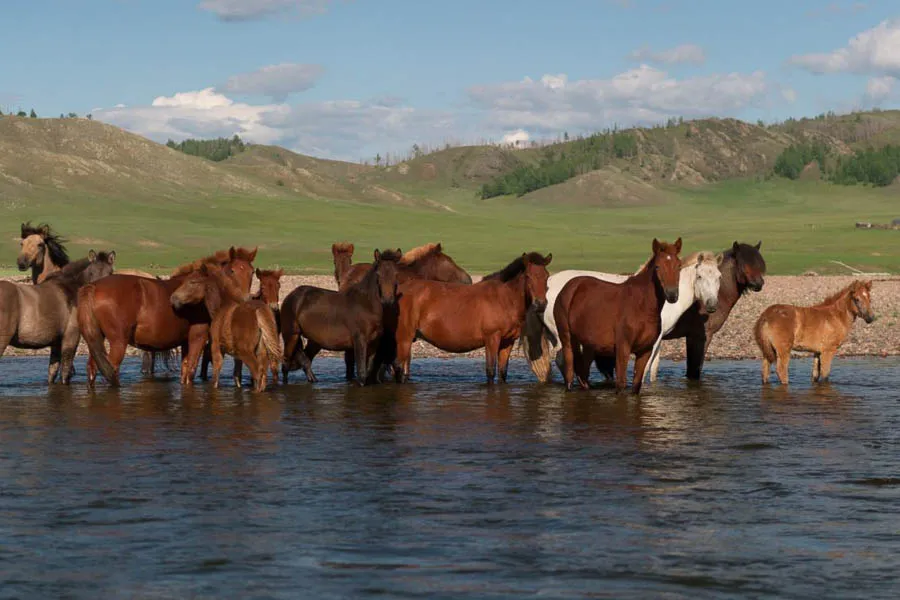 wild horses mongolia