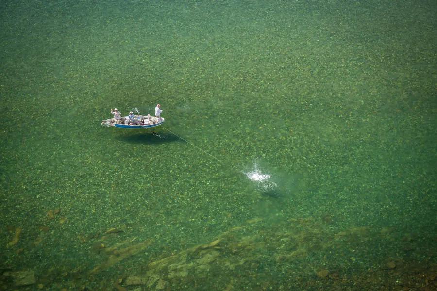 big fish