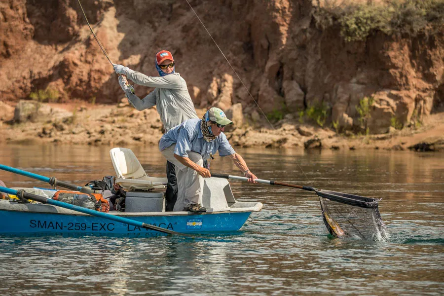 Nice fish on the Limay