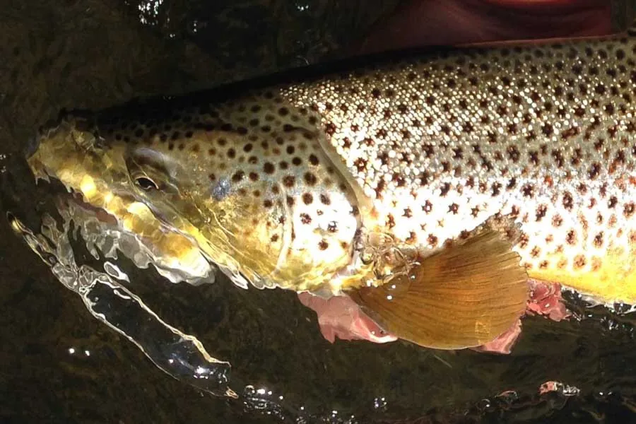 healthy jefferson river brown trout
