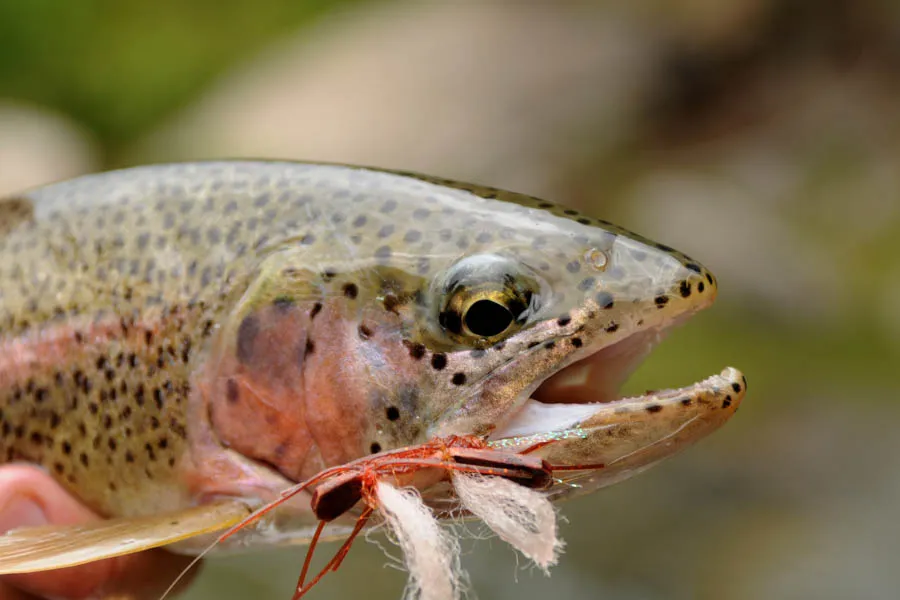 Missouri River Trout