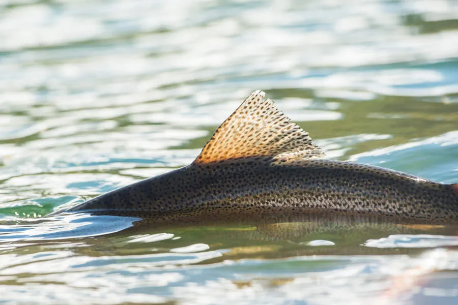 big trout