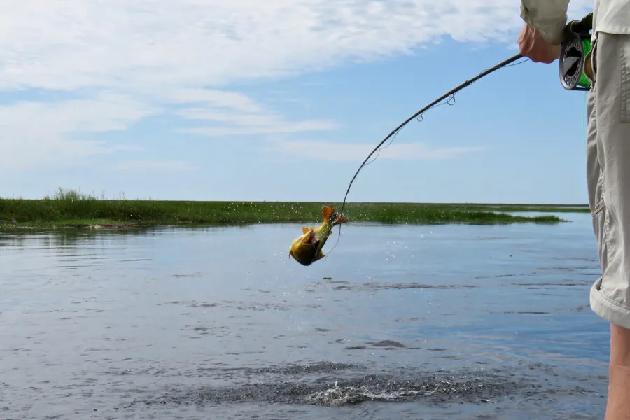 jumping golden dorado