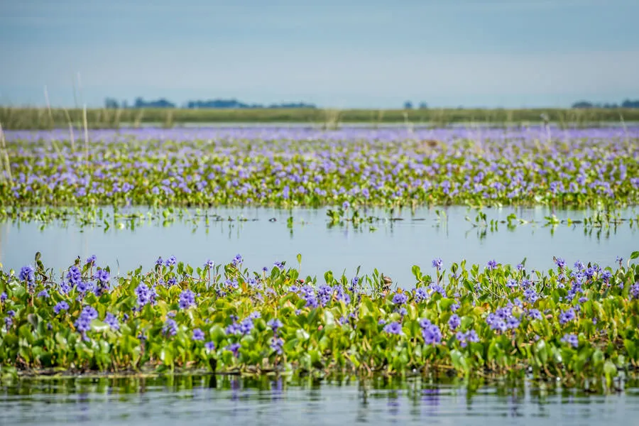Ibera Marsh