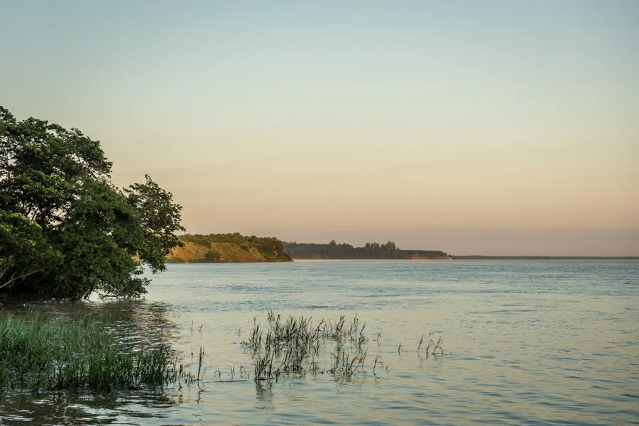 Parana Golden Dorado