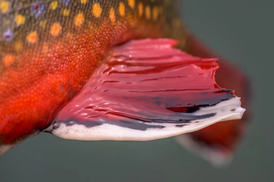 brook trout up close