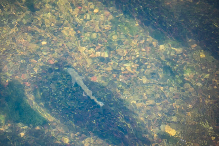 big montana trout