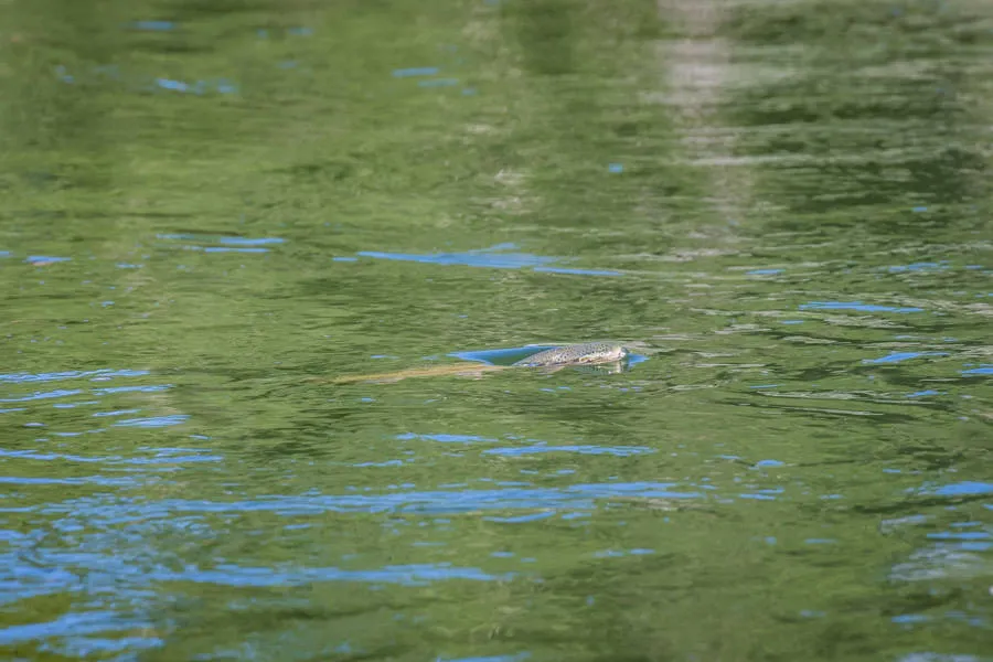 rising trout