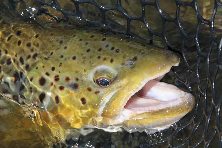 Big Hole River fishing guides