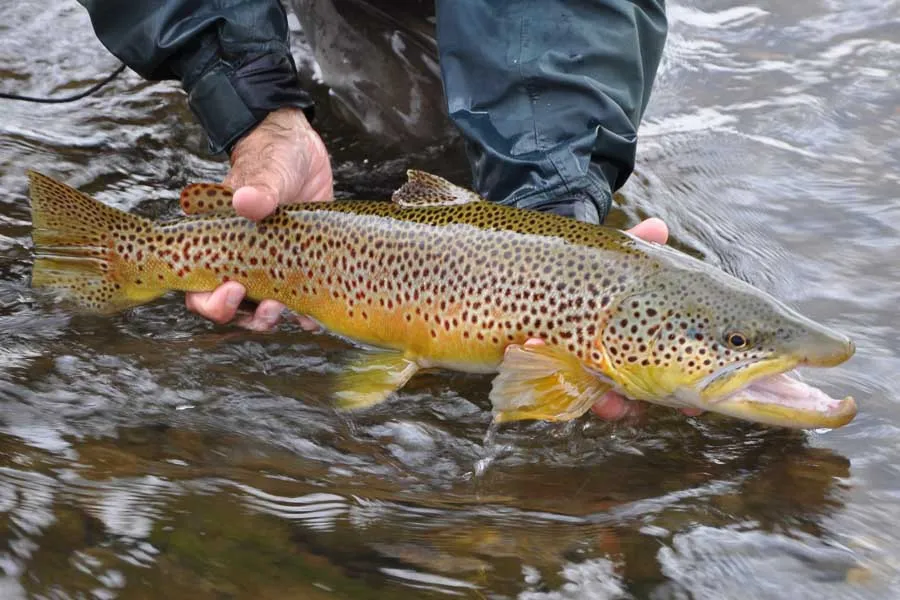trophy brown trout