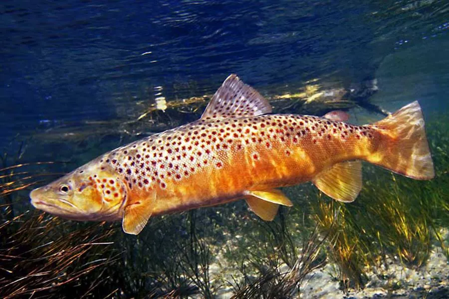 Big Hole River fishing guides