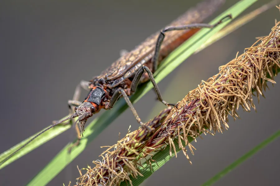 Salmon flies
