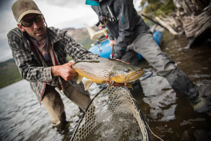 big brown trout