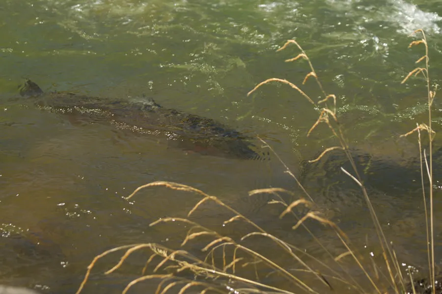 Trout fishing