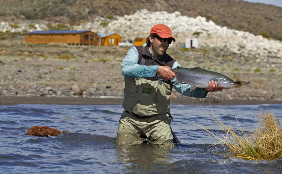 Huge trout