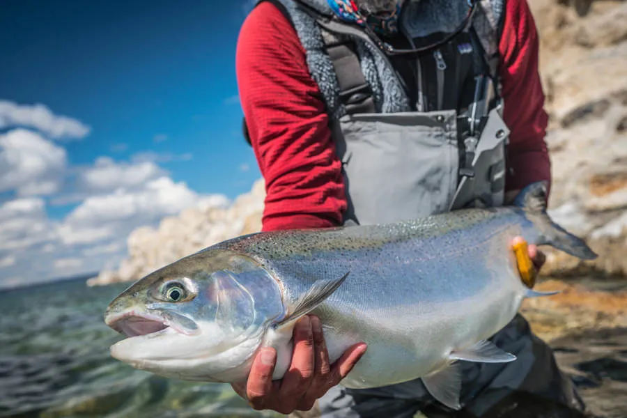 Trophy trout