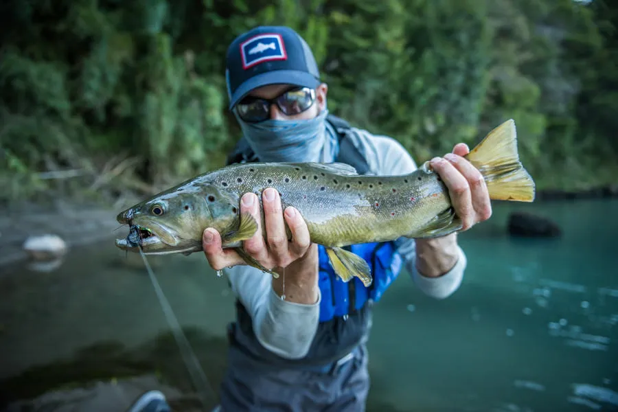 Wild brown trout