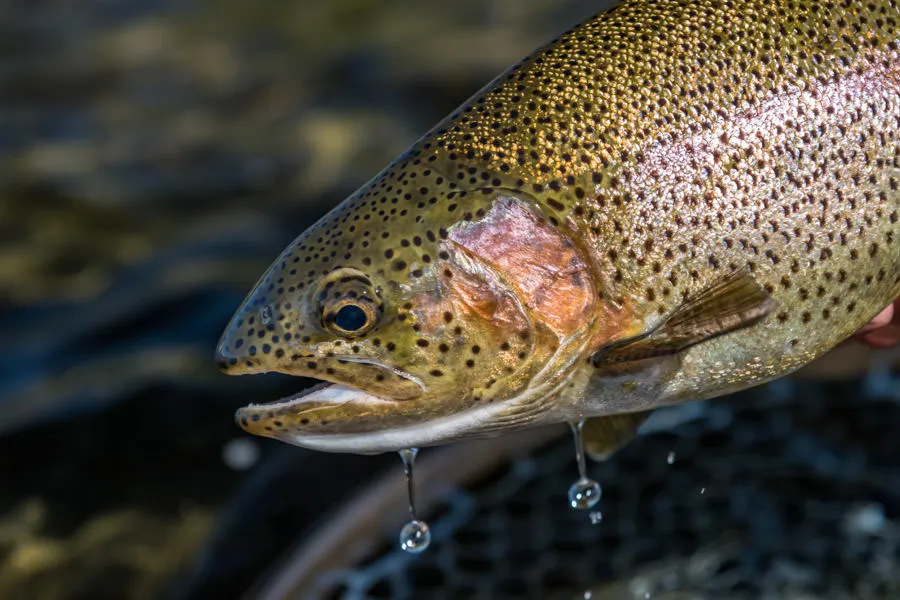 Montana fly fishing lodge