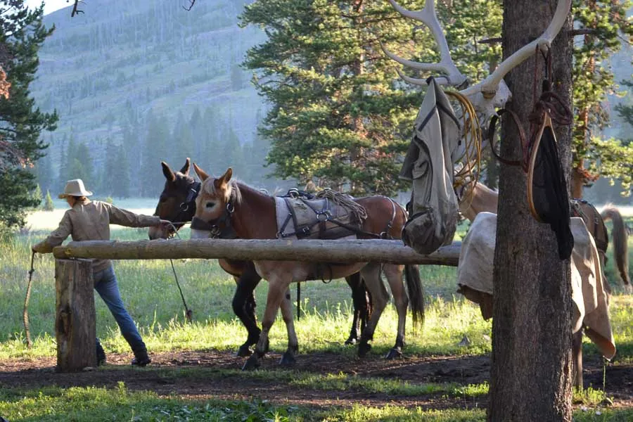 Fly Fishing Montana, Montana Angler