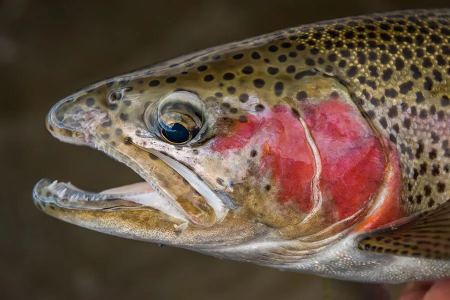 nice rainbow trout