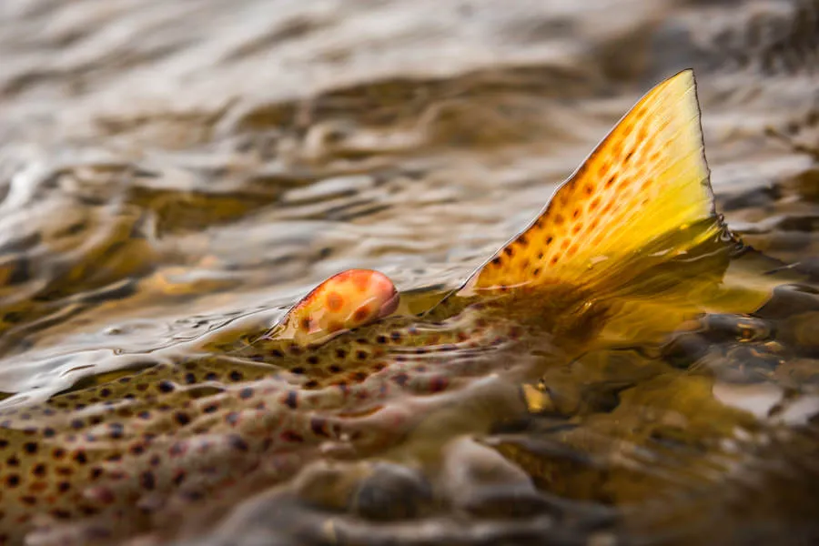 brown trout