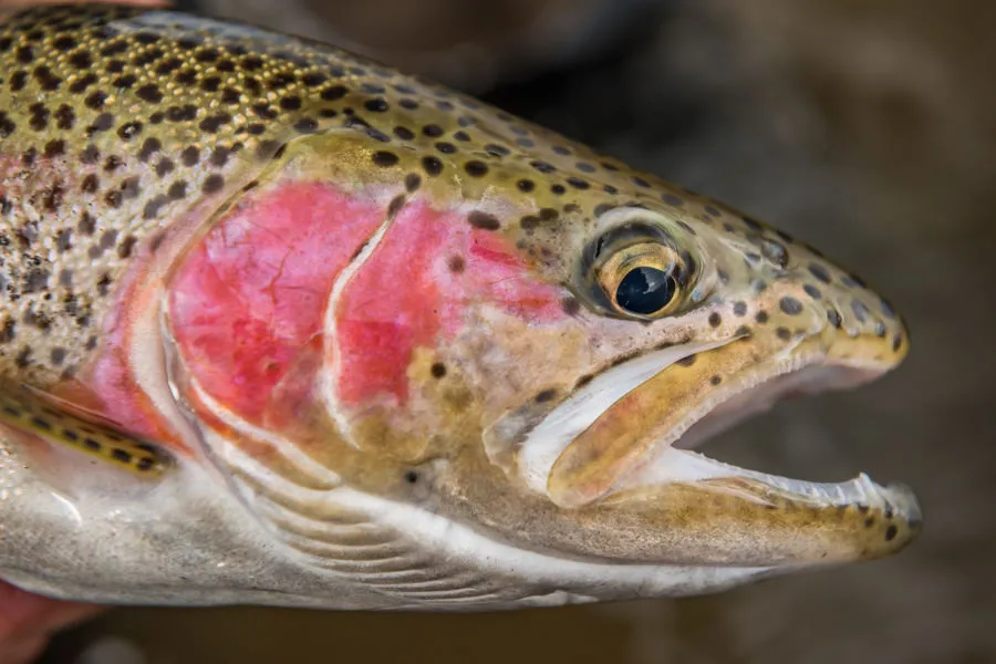 rainbow trout