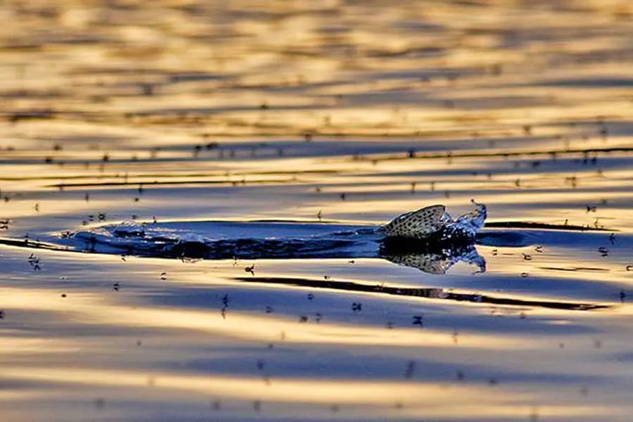 rising trout