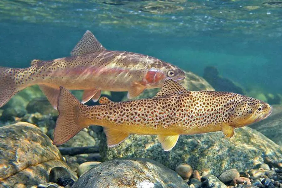 brown and rainbow