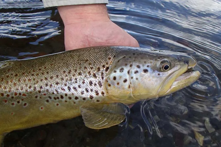 big brown released