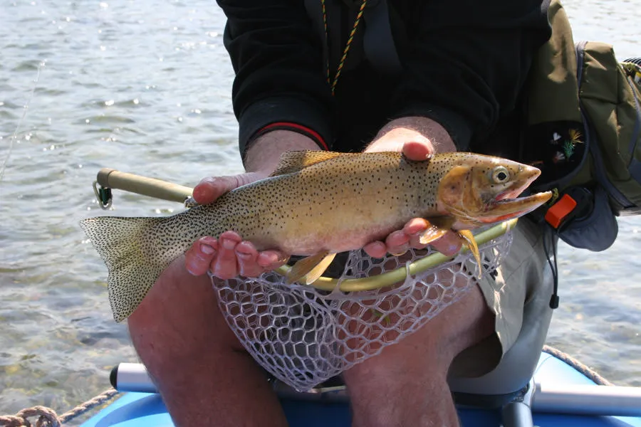 Dry fly fishing