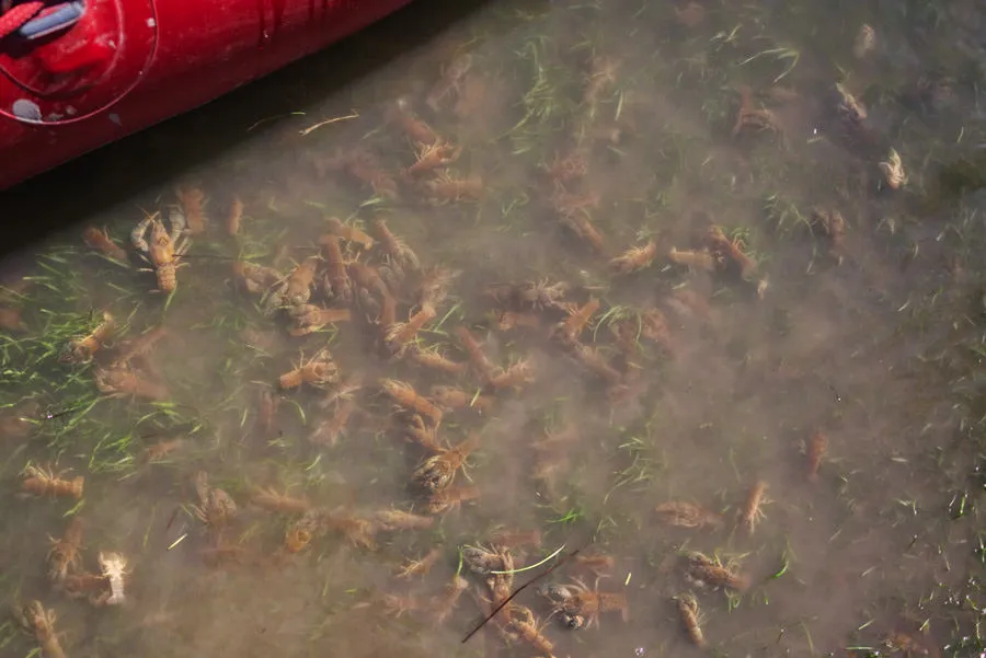 Crawdads on the Smith